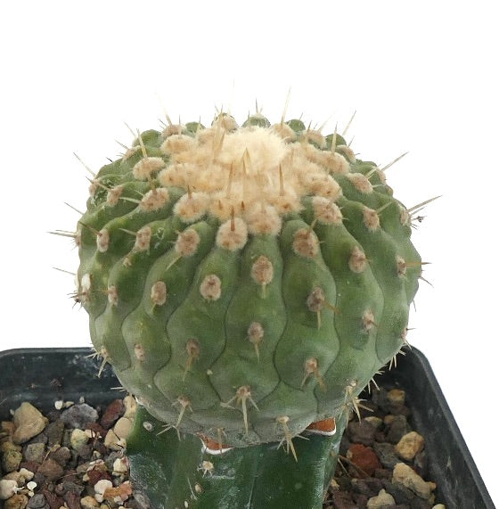 Copiapoa columna-alba