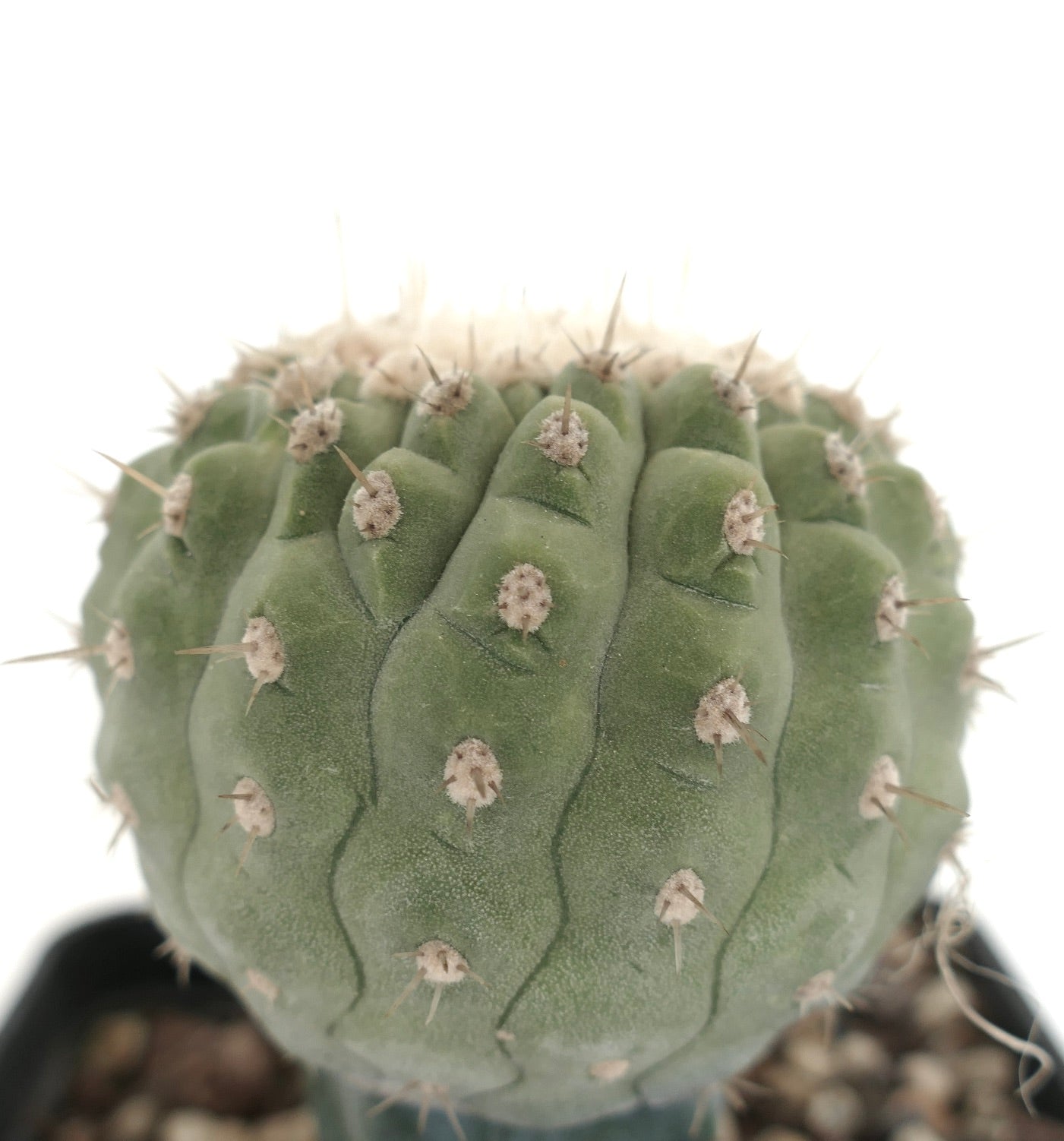 Copiapoa columna-alba