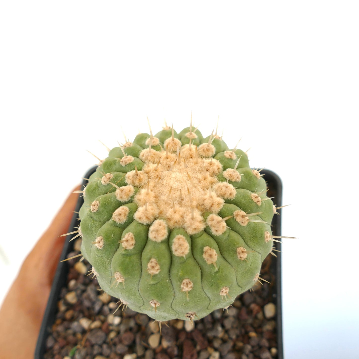 Copiapoa columna-alba