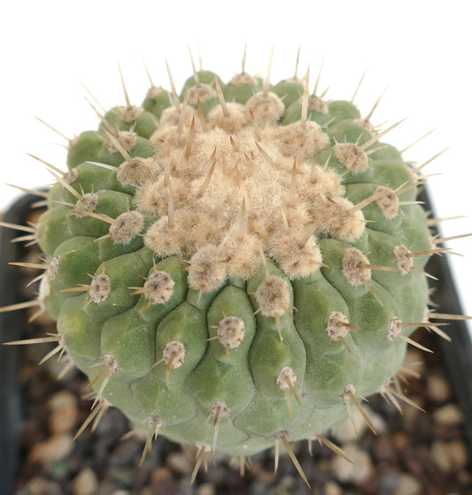 Copiapoa columna-alba