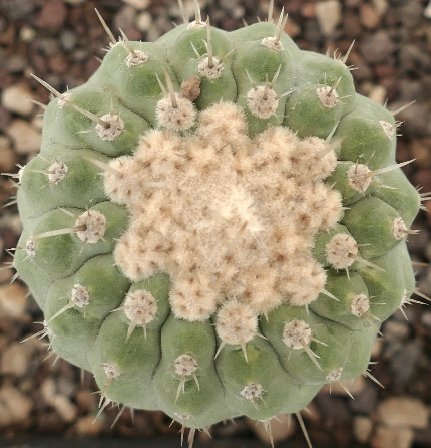 Copiapoa columna-alba