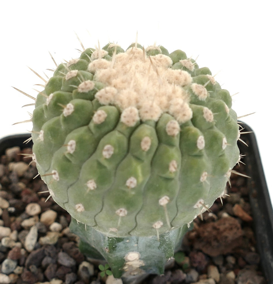 Copiapoa columna-alba