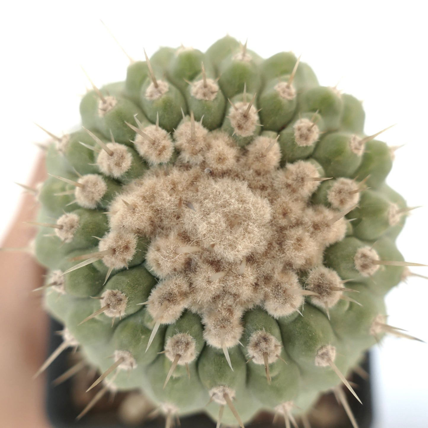 Copiapoa columna-alba