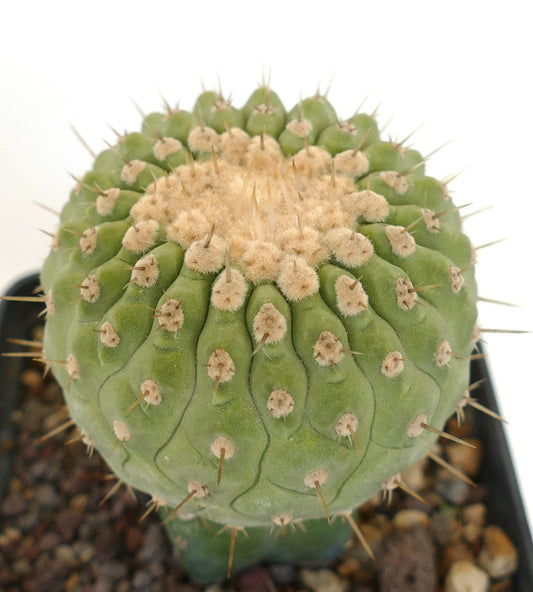 Copiapoa columna-alba