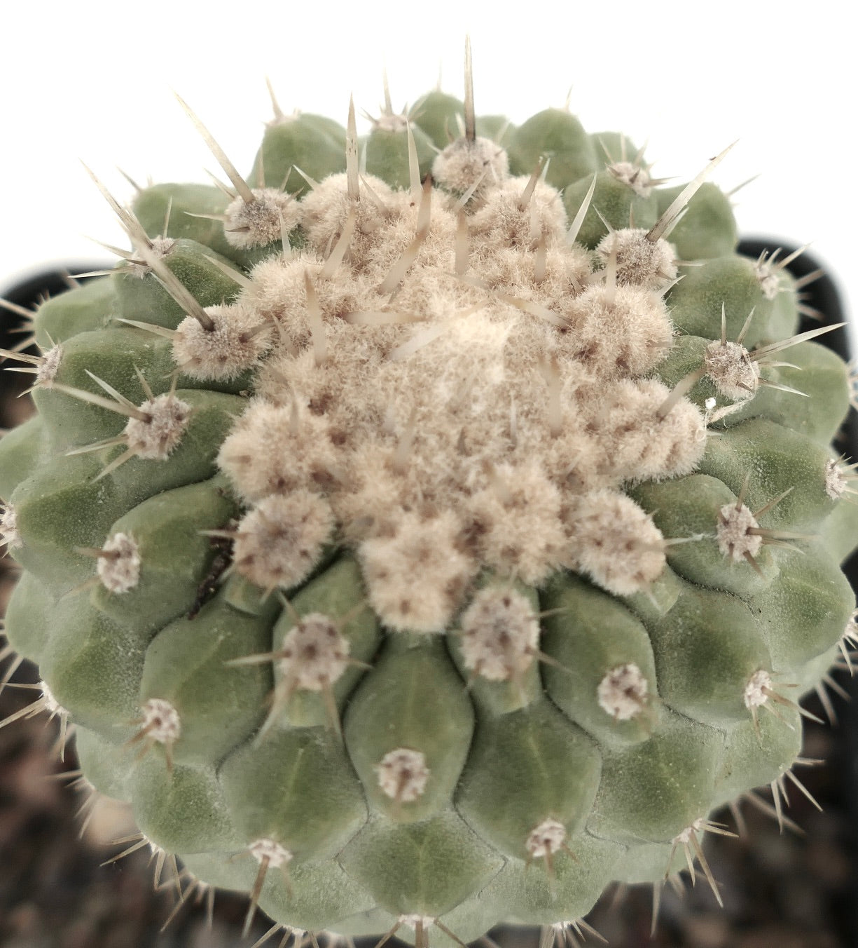 Copiapoa columna-alba