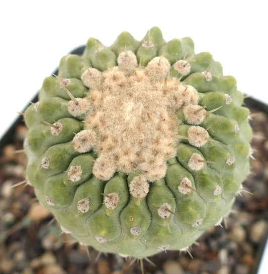 Copiapoa columna-alba