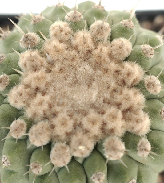 Copiapoa columna-alba