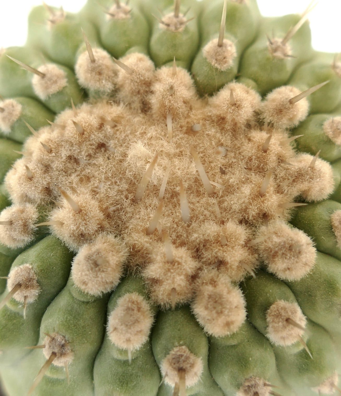 Copiapoa columna-alba