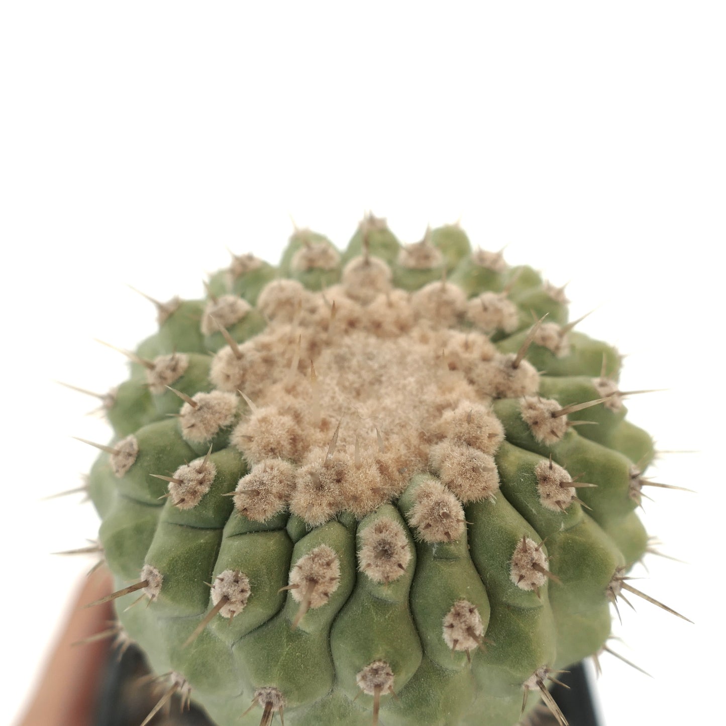 Copiapoa columna-alba