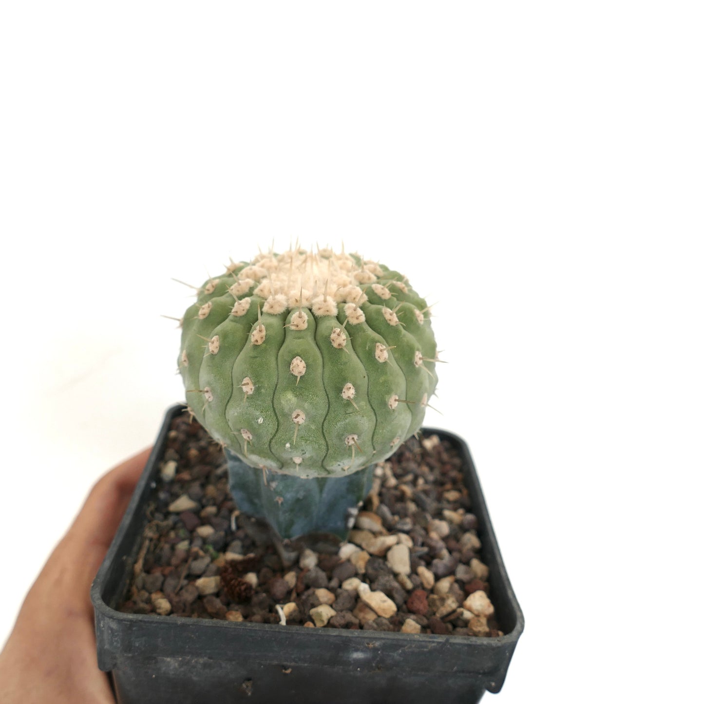 Copiapoa columna-alba