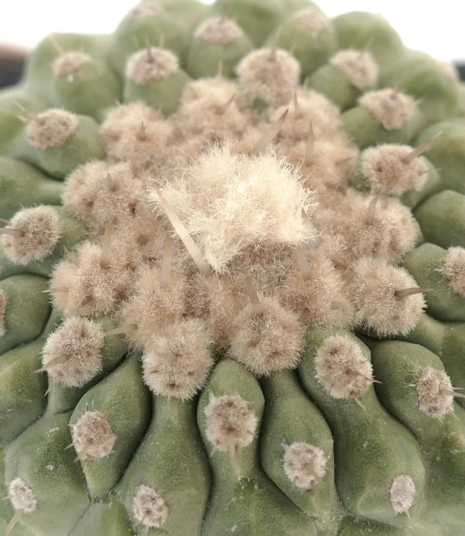 Copiapoa columna-alba