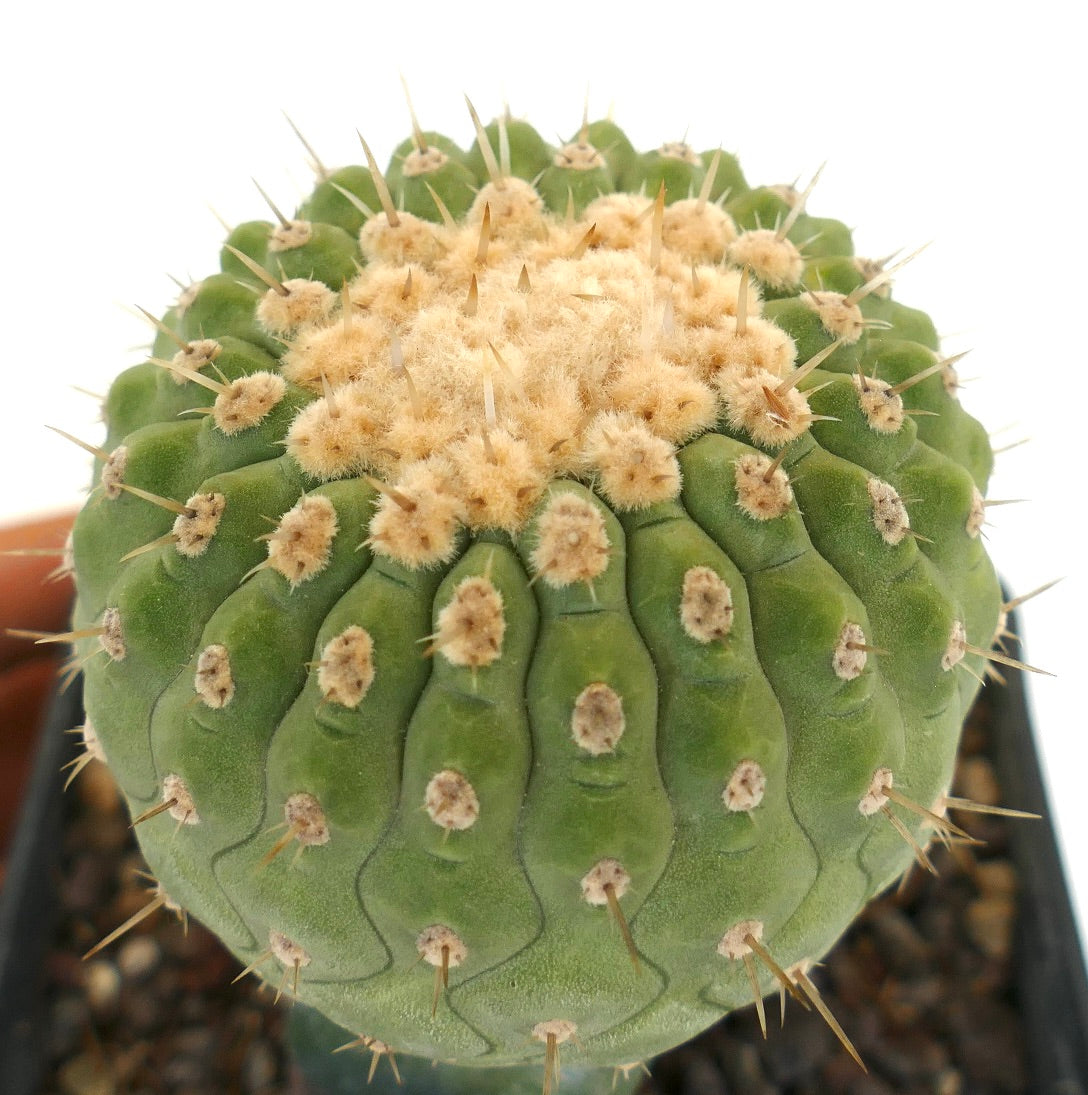 Copiapoa columna-alba