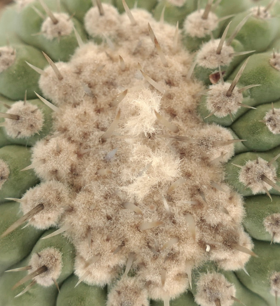 Copiapoa columna-alba