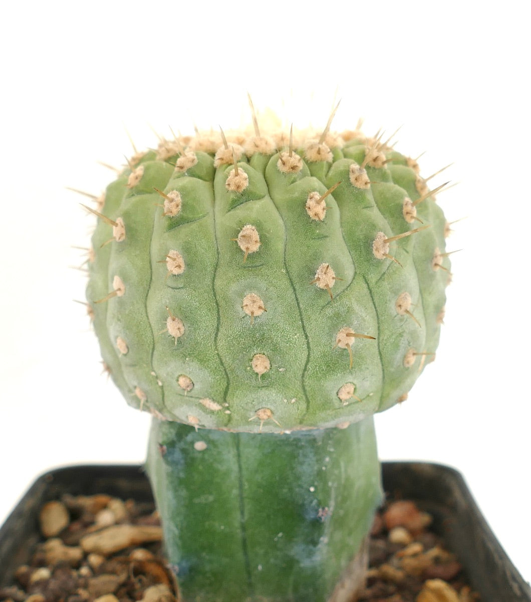 Copiapoa columna-alba