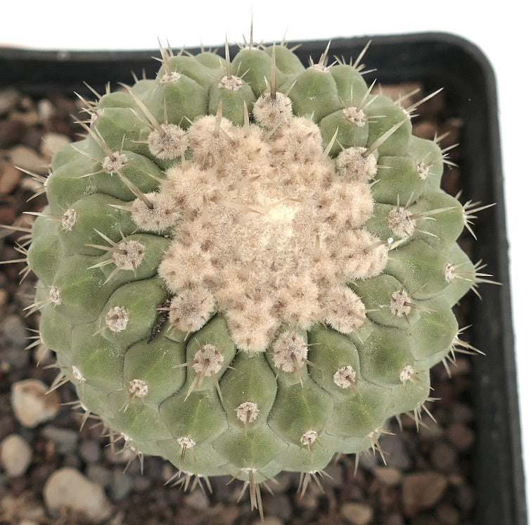 Copiapoa columna-alba