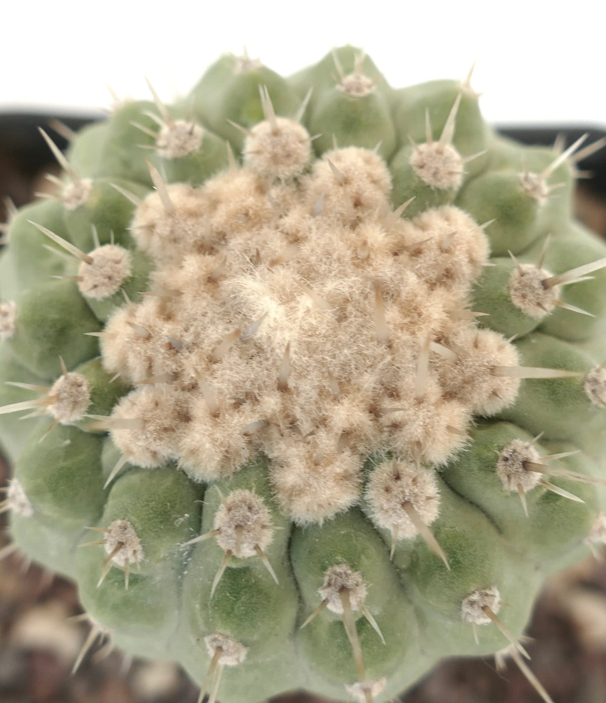 Copiapoa columna-alba