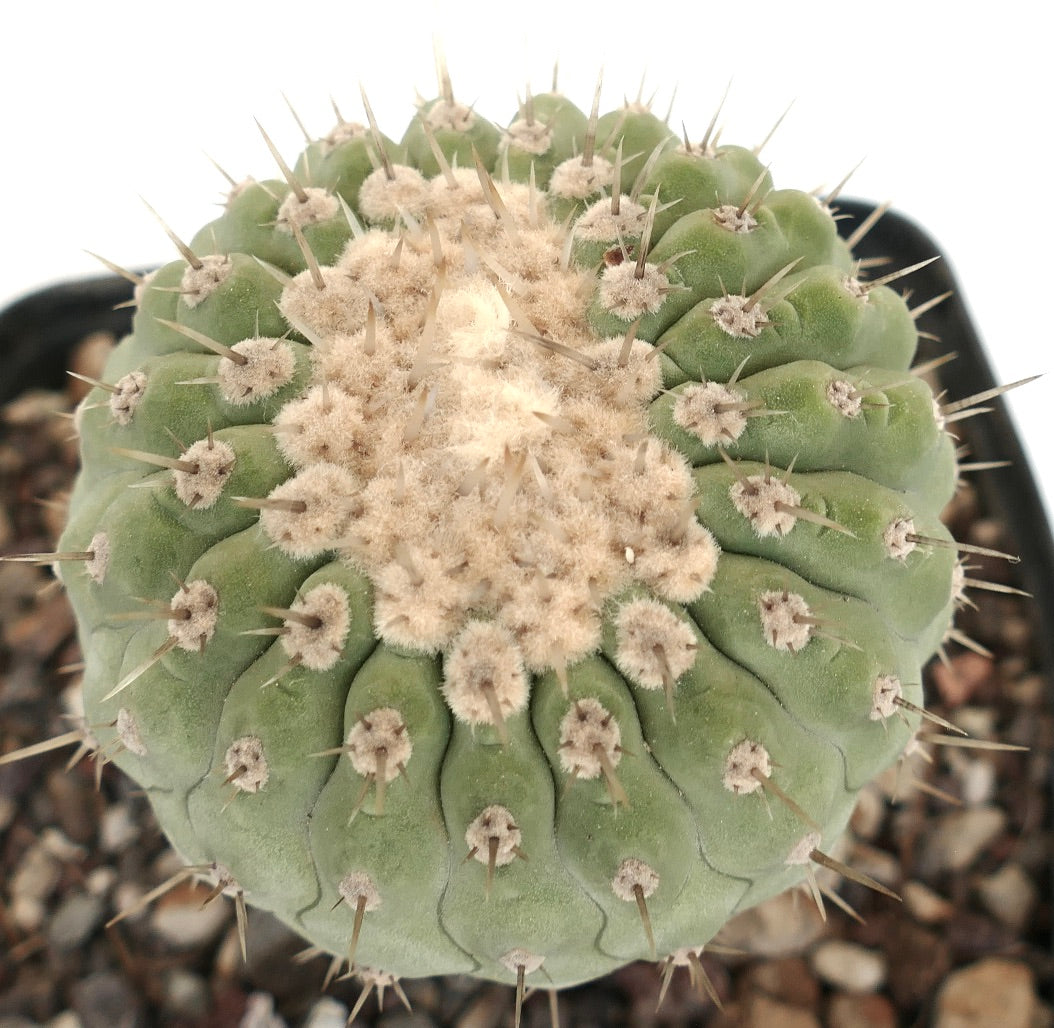 Copiapoa columna-alba