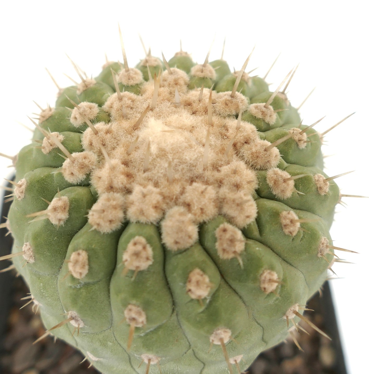 Copiapoa columna-alba