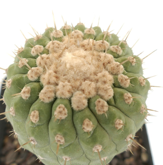 Copiapoa columna-alba