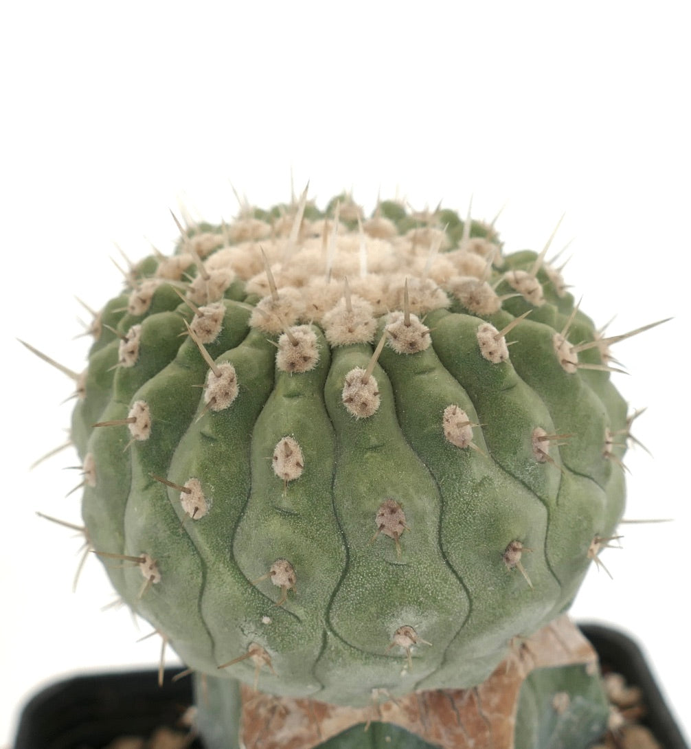 Copiapoa columna-alba