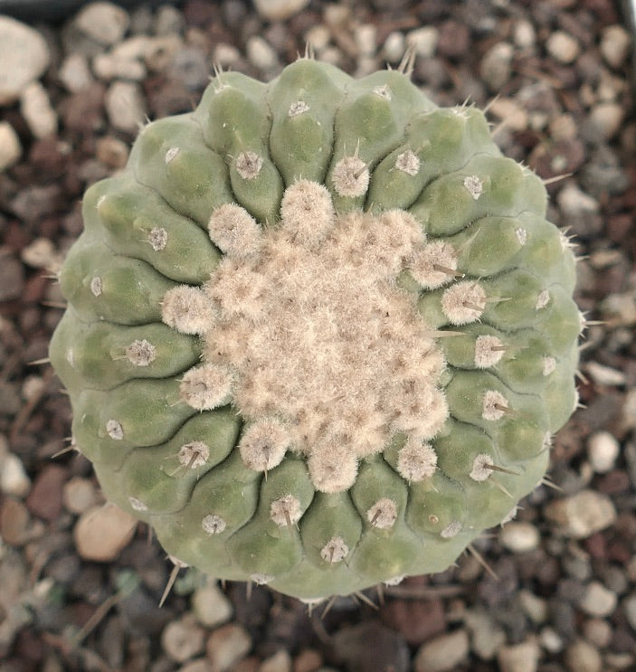 Copiapoa columna-alba