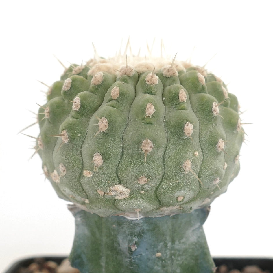 Copiapoa columna-alba