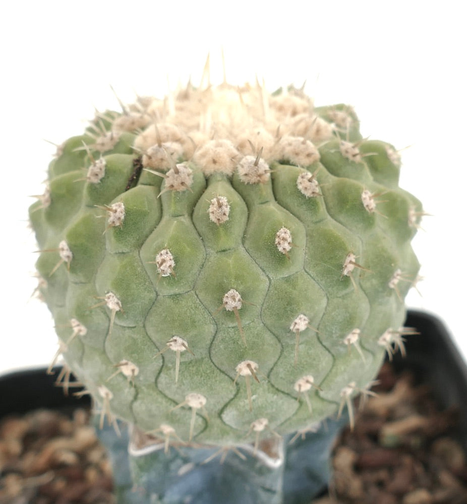 Copiapoa columna-alba