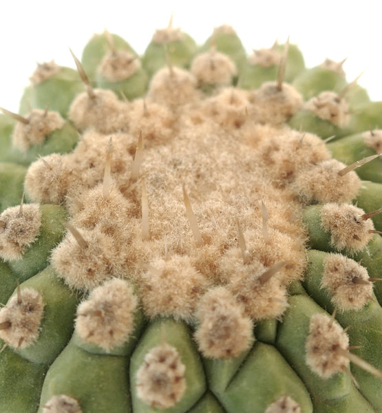 コピアポア・コルムナ＝アルバ 接ぎ木 | botanicalarchive.com | 今