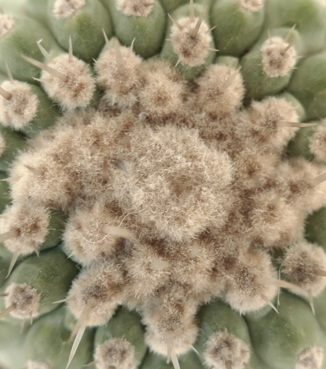 Copiapoa columna-alba