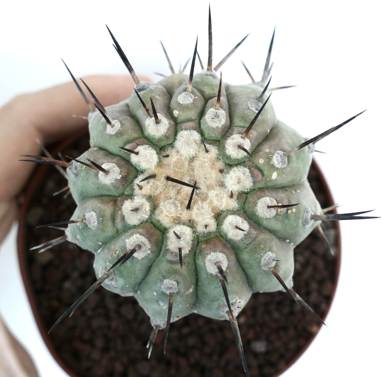 Copiapoa columna-alba GREY FORM