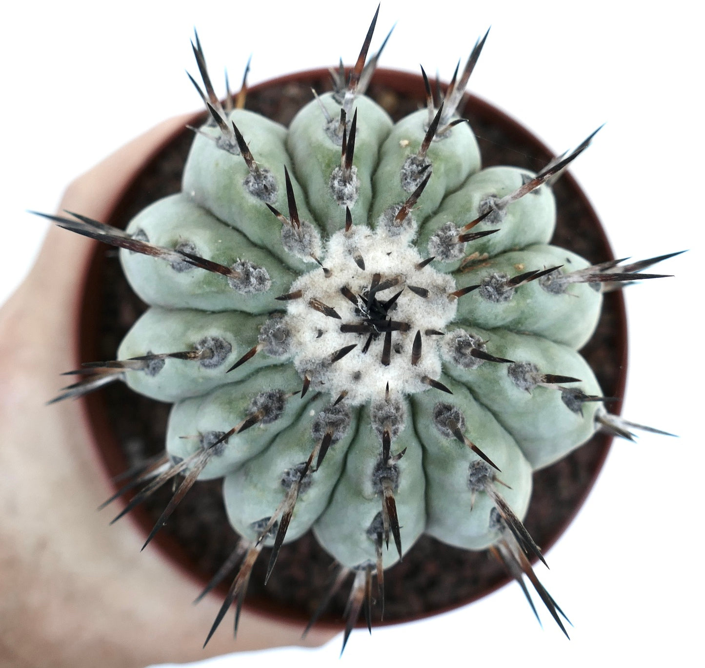 Copiapoa columna-alba GREY FORM