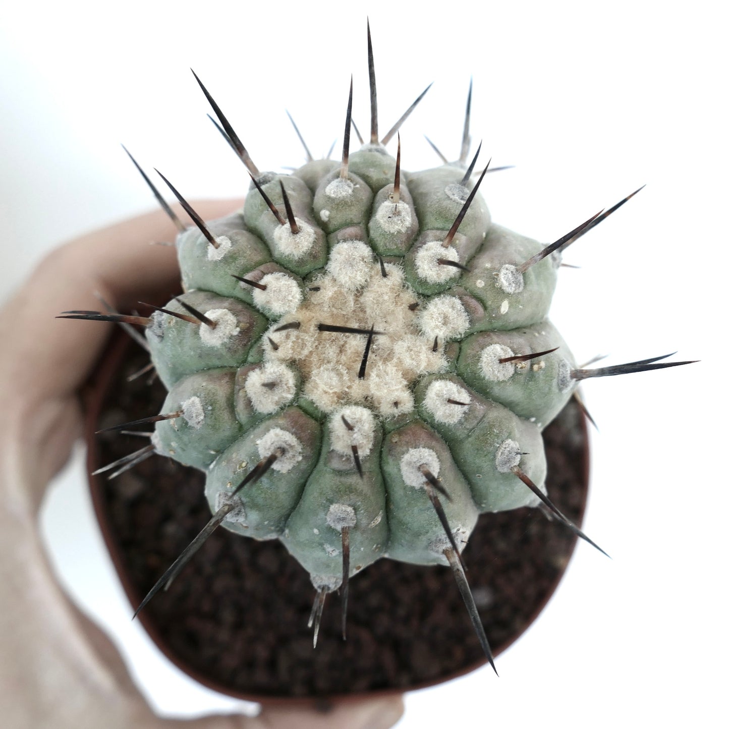 Copiapoa columna-alba GREY FORM