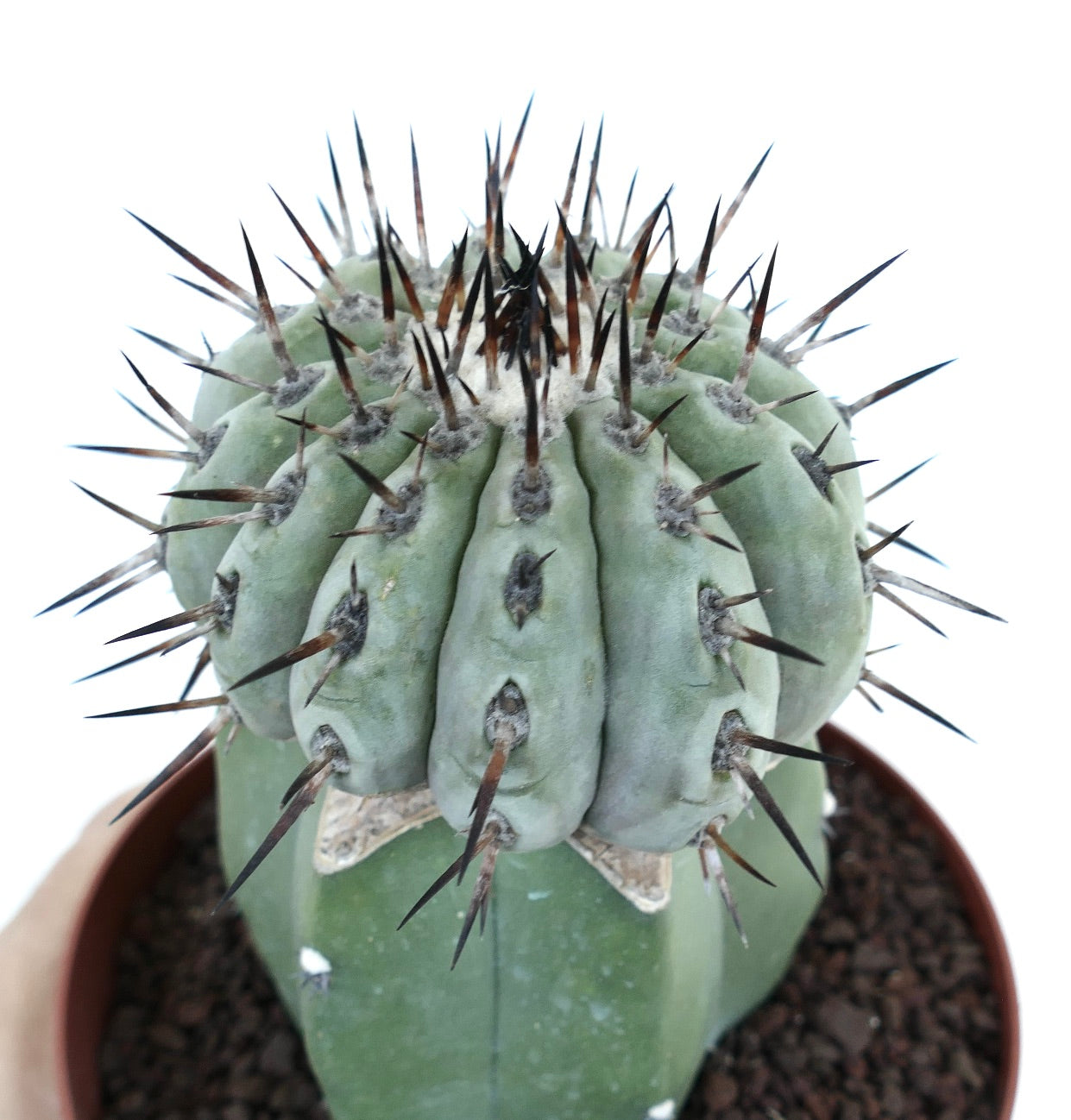 Copiapoa columna-alba GREY FORM