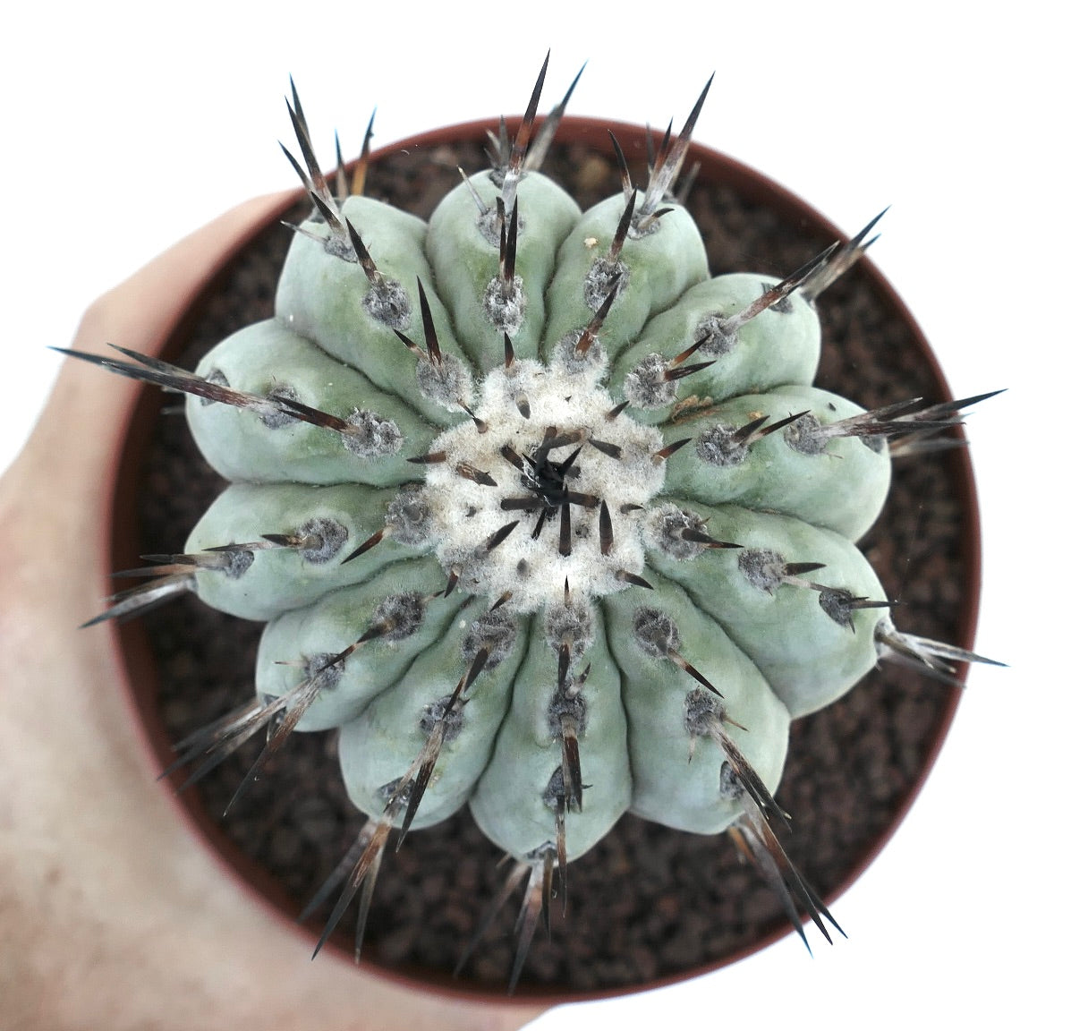 Copiapoa columna-alba GREY FORM