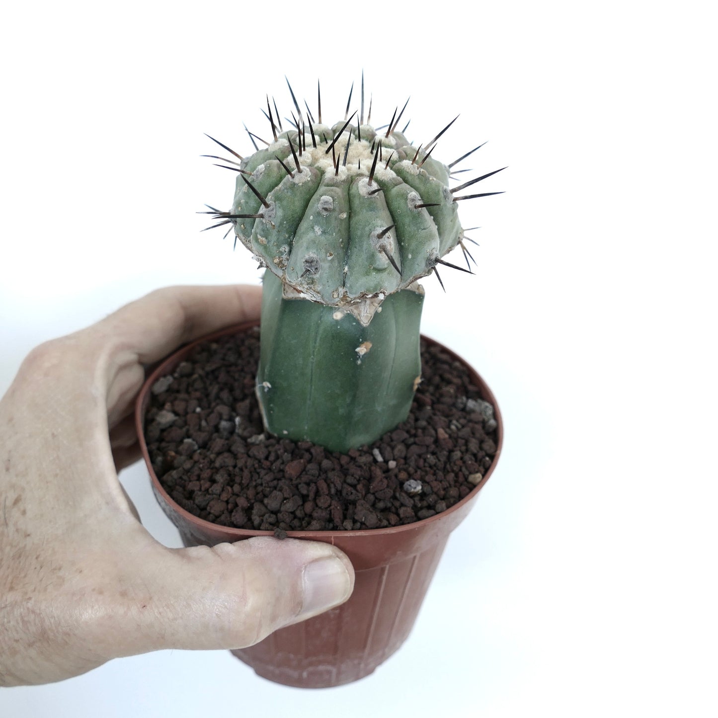 Copiapoa columna-alba GREY FORM