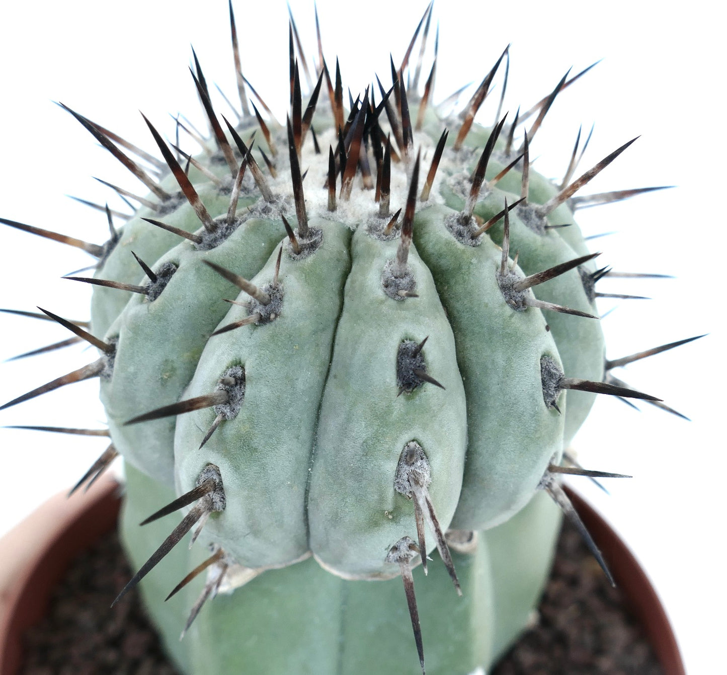 Copiapoa columna-alba GREY FORM