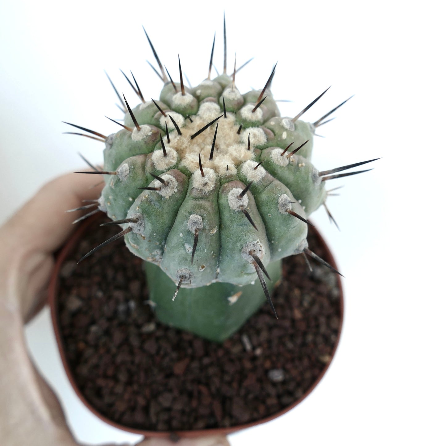 Copiapoa columna-alba GREY FORM