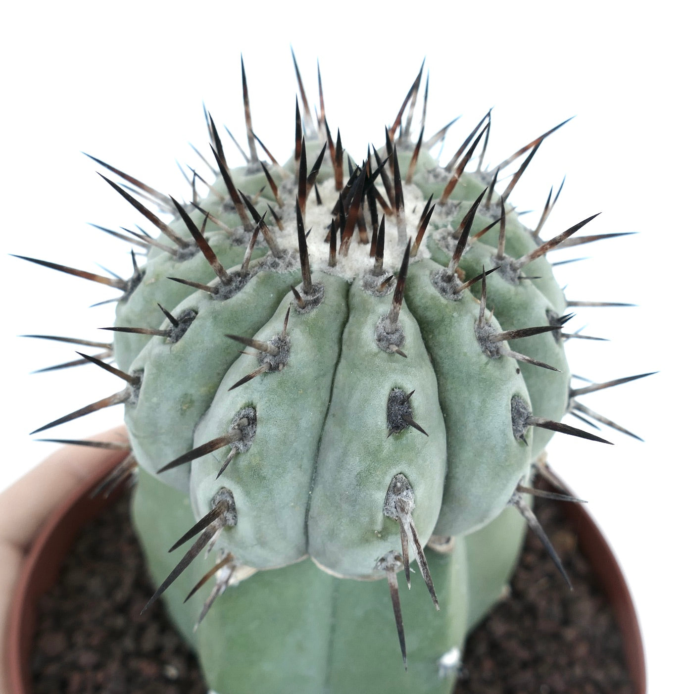 Copiapoa columna-alba GREY FORM