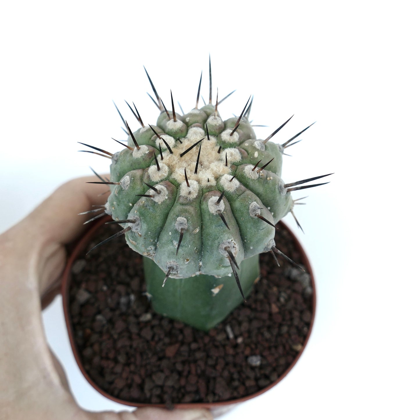 Copiapoa columna-alba GREY FORM