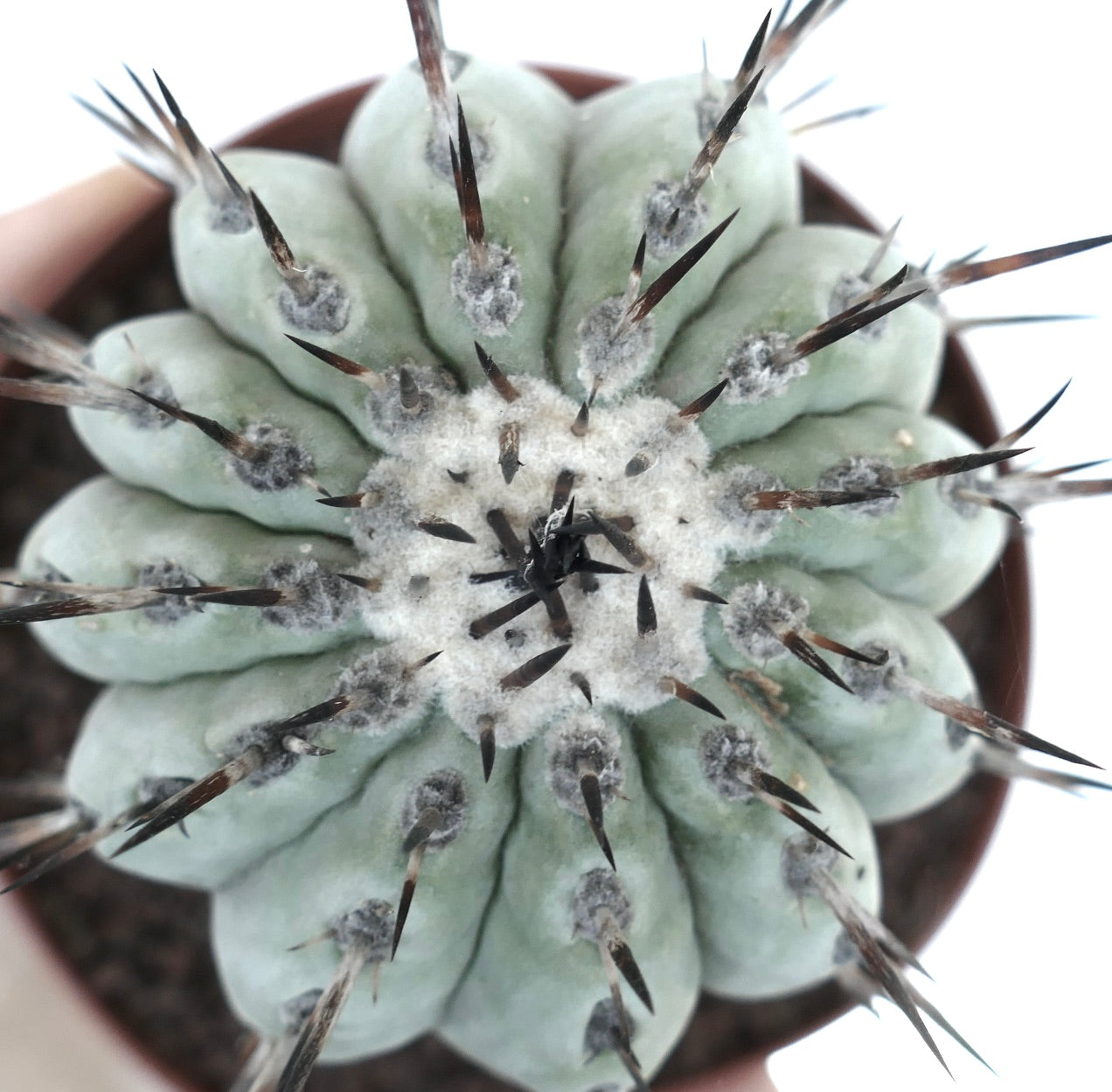 Copiapoa columna-alba GREY FORM