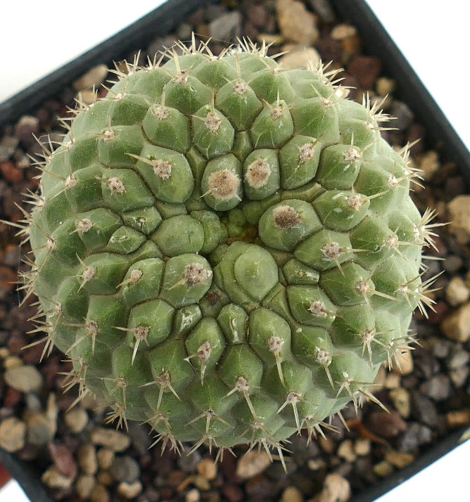 Copiapoa columna-alba KIKKO