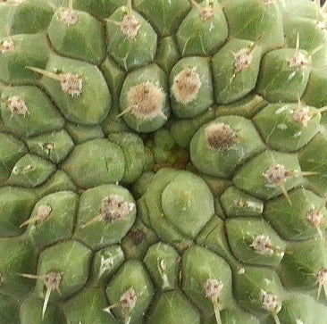 Copiapoa columna-alba KIKKO