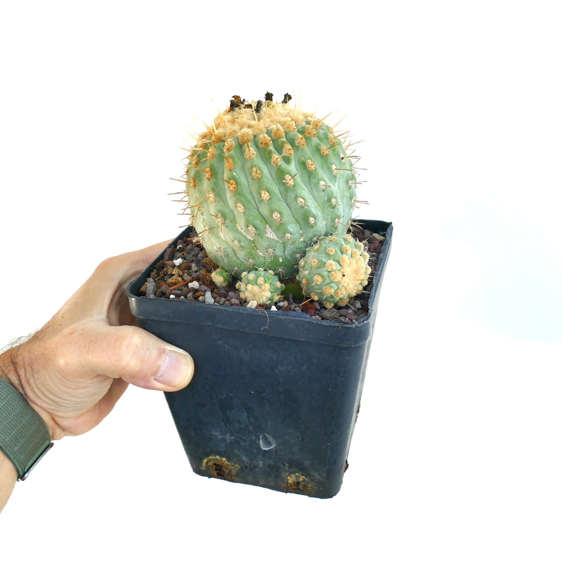 Hand holding a black plastic pot with a grafted Copiapoa columna-alba old specimen, showing a round green cactus body with pronounced ribs, yellow areoles, and sharp spines, growing in rocky soil.