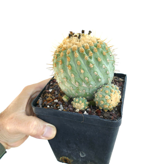 Close-up view of Copiapoa columna-alba old specimen grafted in a pot, highlighting its spherical ribbed body with golden spines and smaller offsets at the base.
