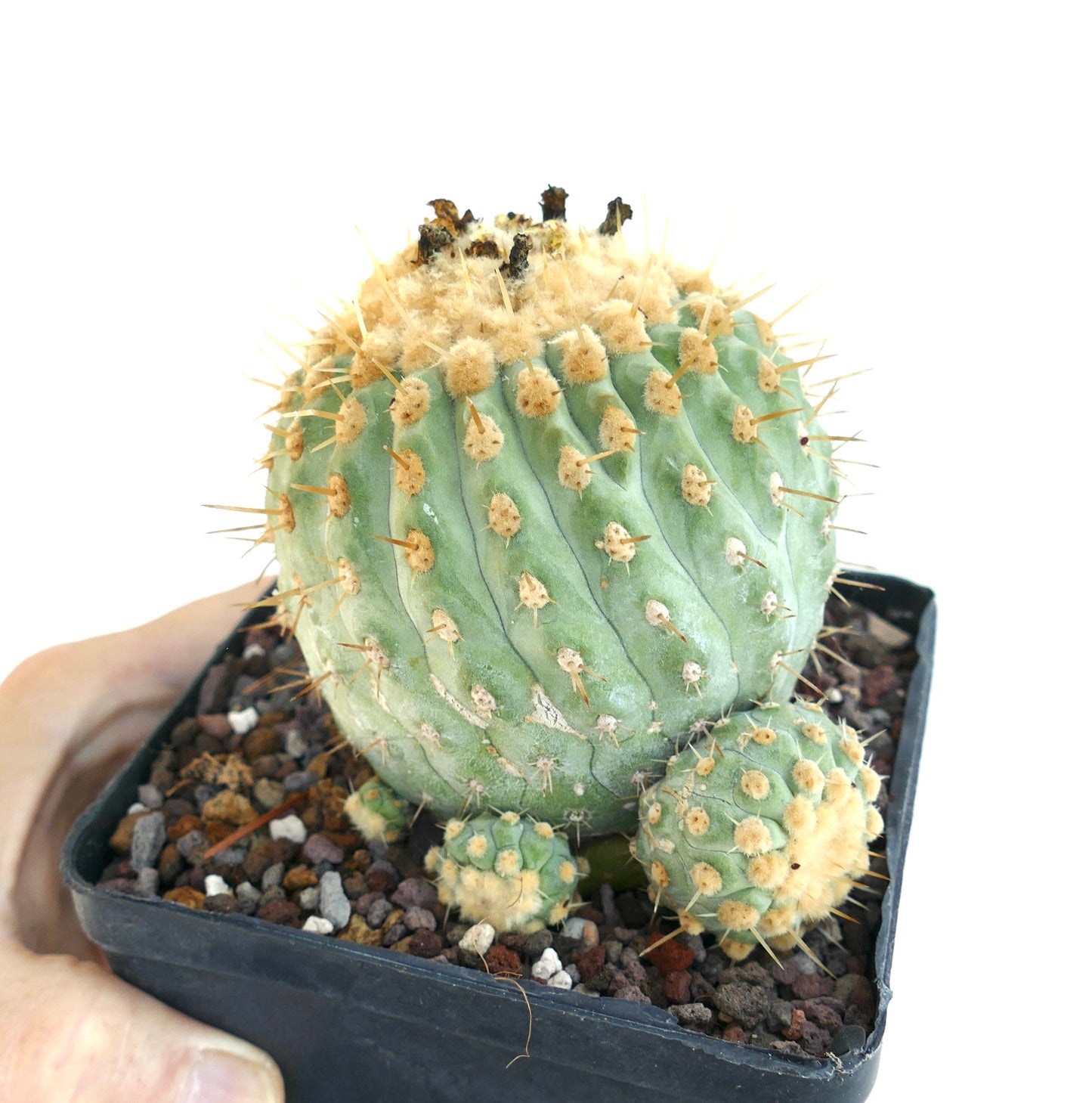 Grafted Copiapoa columna-alba old specimen in a plastic pot, showing the main cactus body with woolly areoles and clustered offsets growing around the base.