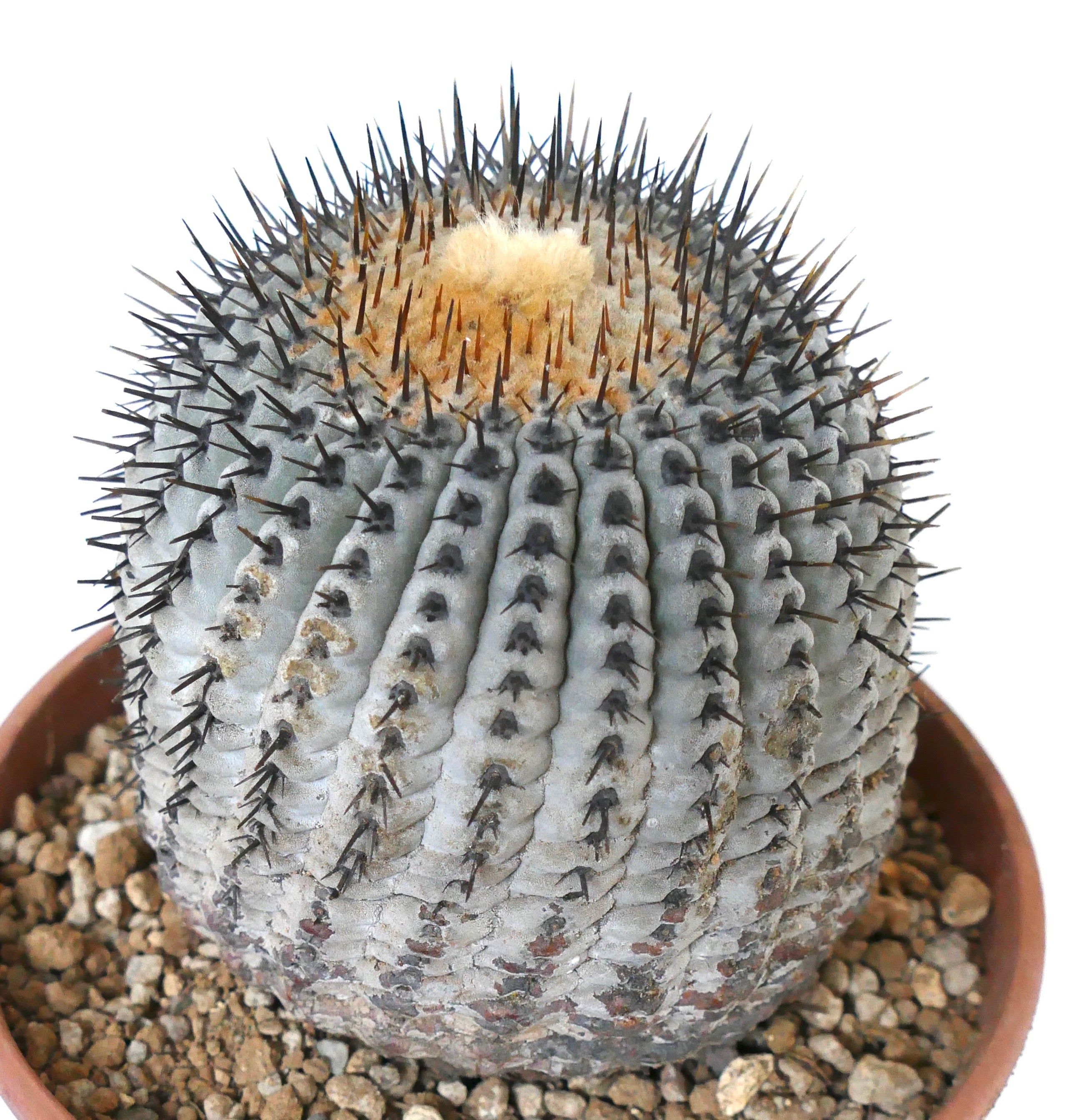 Copiapoa columna-alba Seeds | Botanical Archive | Rare Finds