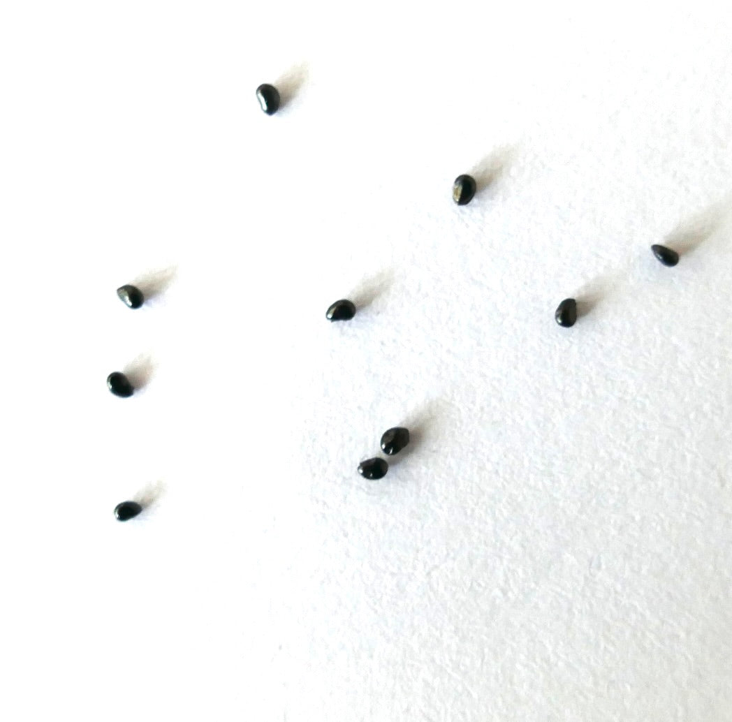 Kleine glänzende schwarze Kakteensamen von Copiapoa columna-alba vor weißem Hintergrund