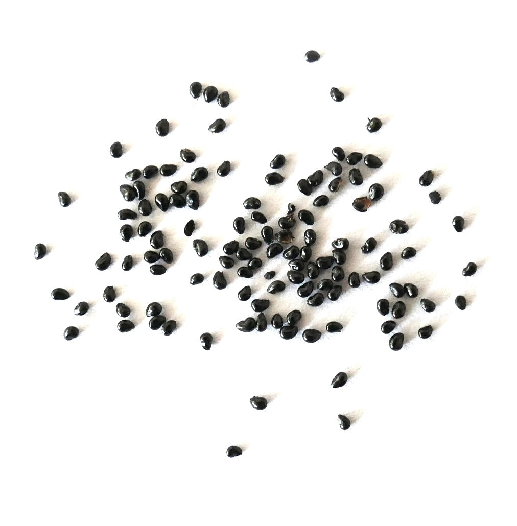 Kleine schwarze Kakteensamen von Copiapoa columna-alba auf weißem Hintergrund verstreut
