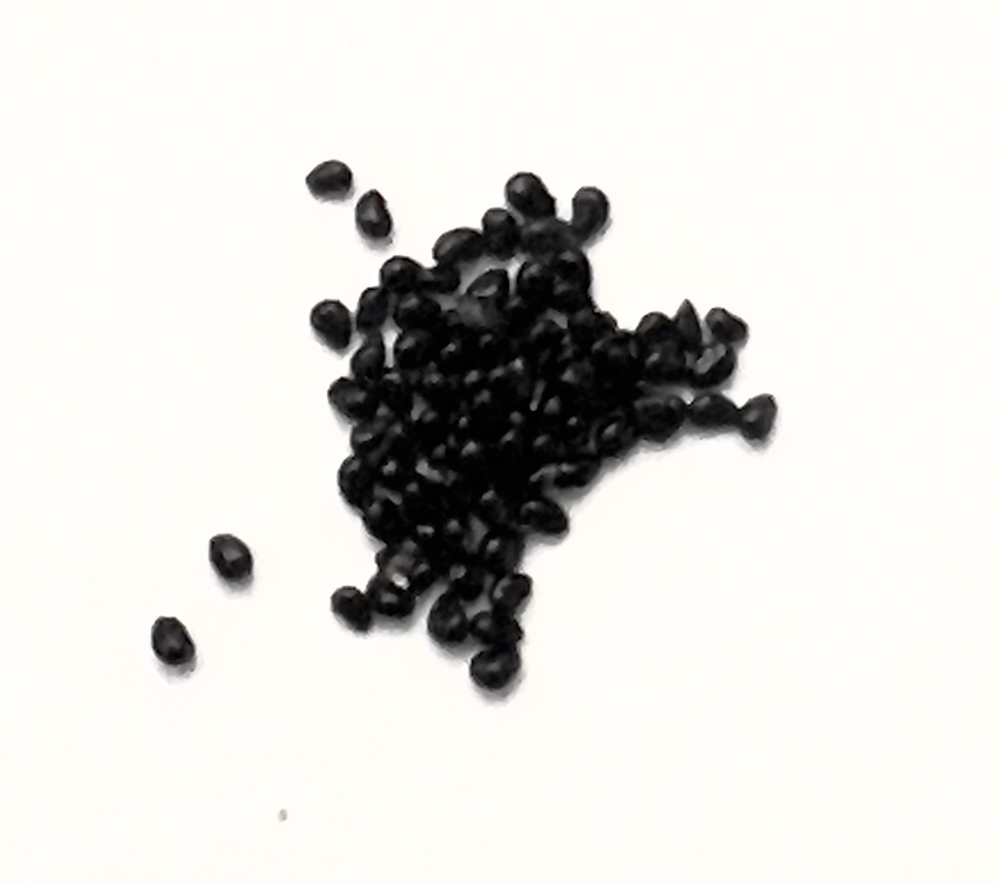 Copiapoa columna-alba small black cactus seeds on white background close-up