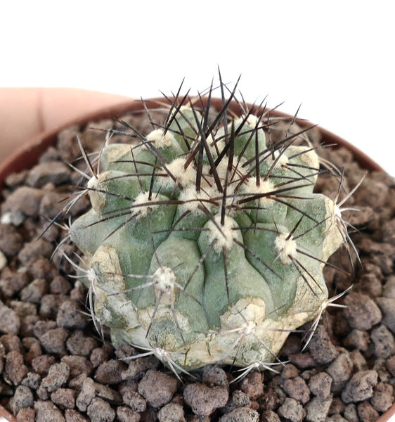 Copiapoa columna-alba X atacamensis | ユニークなハイブリッド